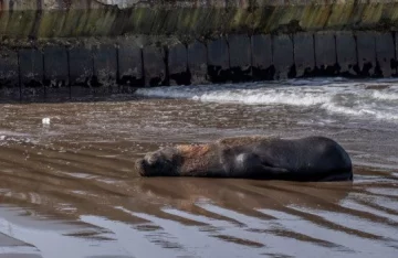La Gripe Aviar sigue haciendo estragos: más de 90 lobos marinos muertos en Cabo Raso