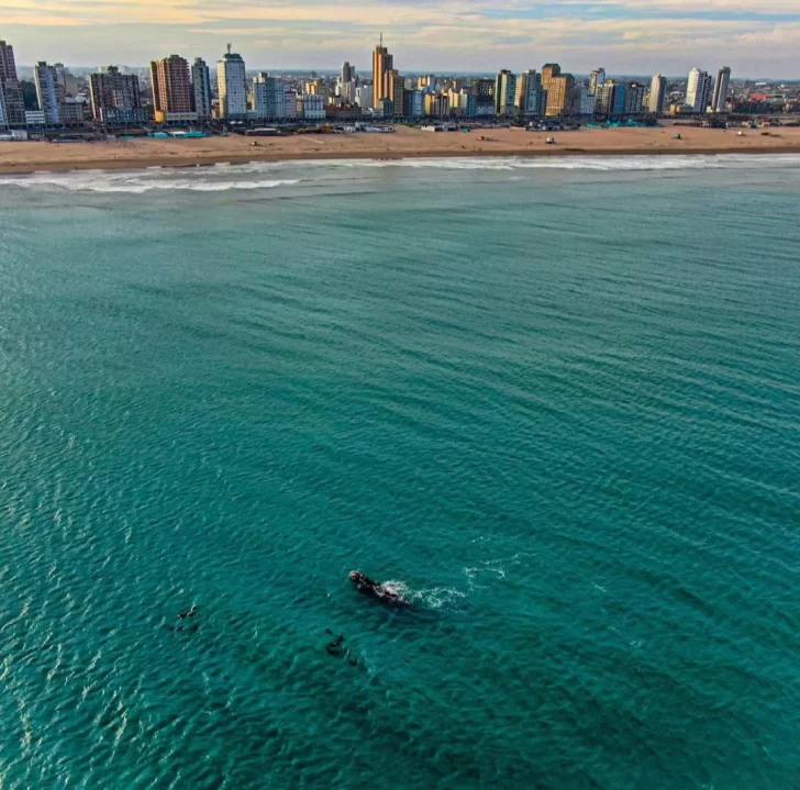 Las ballenas otra vez cerquita de la costa