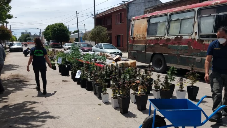 Secuestran más de 300 plantas de marihuana. Un aprehendido