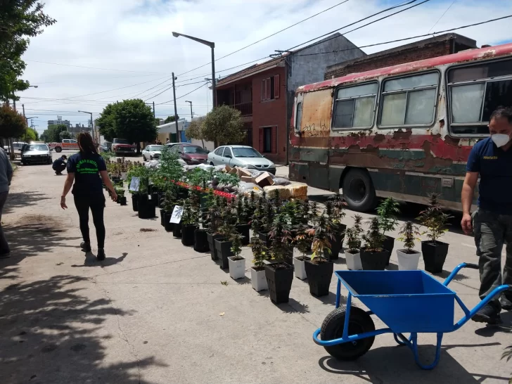 Secuestran más de 300 plantas de marihuana. Un aprehendido