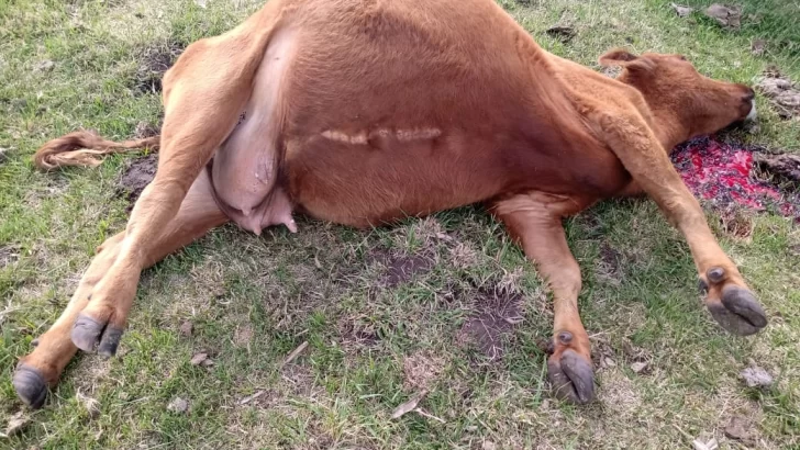 Otro golpe de la banda de cuatreros: roban y matan vacas en un campo de la zona