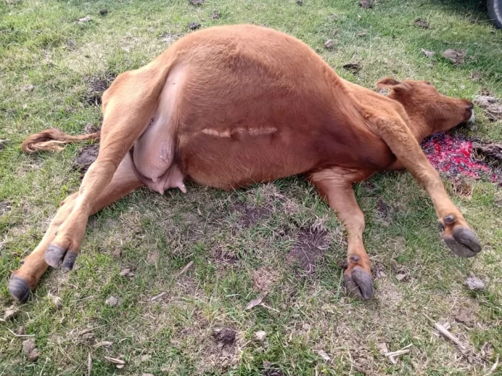 Otro golpe de la banda de cuatreros: roban y matan vacas en un campo de la zona