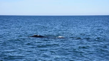 Llegaron las ballenas a Necochea