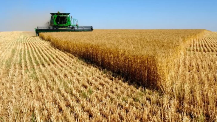 Las exportaciones de maíz siguen en niveles récord y ya superan a las del complejo sojero
