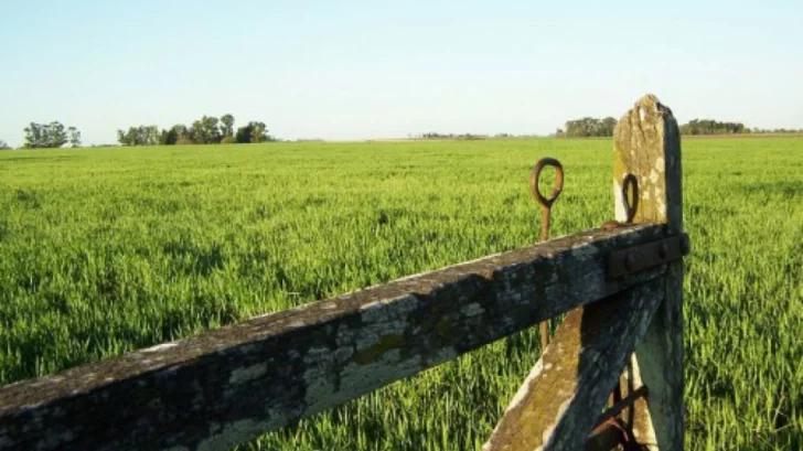 Cayó 10% la actividad inmobiliaria rural en septiembre y revirtió la tendencia de los últimos meses