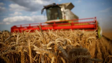 Quedó sin efecto la prohibición de trigo transgénico
