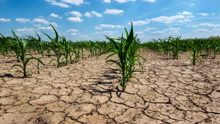 Sequía: las pérdidas reestimadas en la cosecha de soja y maíz superan los US$19 mil millones