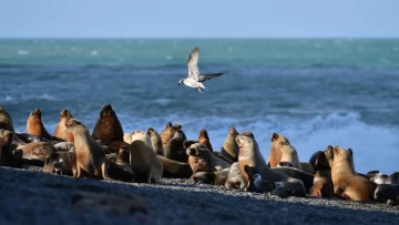 Detectaron gripe aviar en más de una decena de lobos marinos muertos en Viedma. Acá se esperan resultados