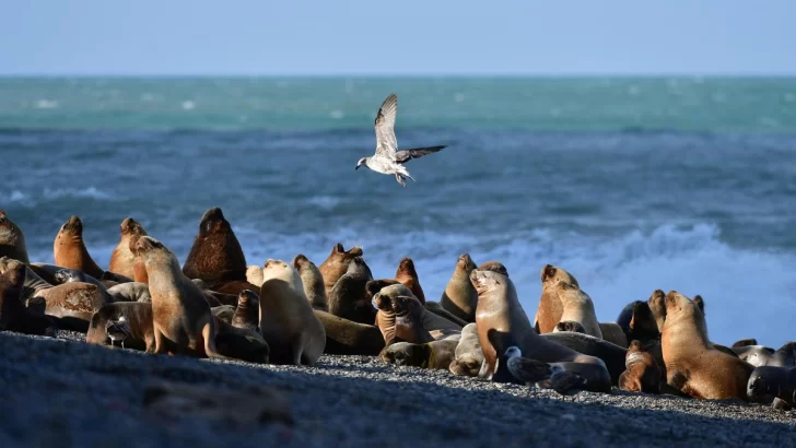 Detectaron gripe aviar en más de una decena de lobos marinos muertos en Viedma. Acá se esperan resultados