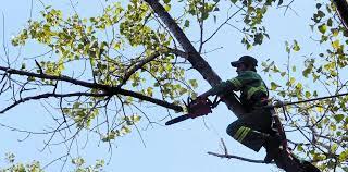 Corte programado de energía por labores de poda