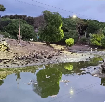 Vacían el Lago de los Cisnes por aumento de algas