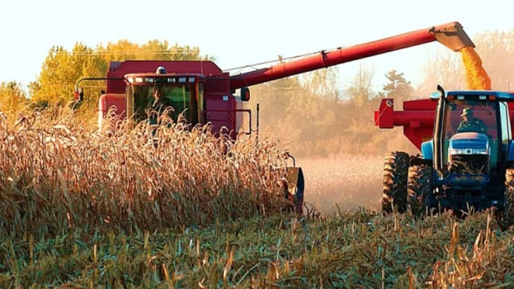 Nuevo ajuste en la proyección de la cosecha de maíz: se estiman 50 millones de toneladas