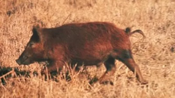 Buscan reducir la población de cerdos silvestres en territorio bonaerense
