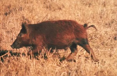 Buscan reducir la población de cerdos silvestres en territorio bonaerense