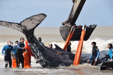 Salvaron a dos ballenas varadas en la costa bonaerense