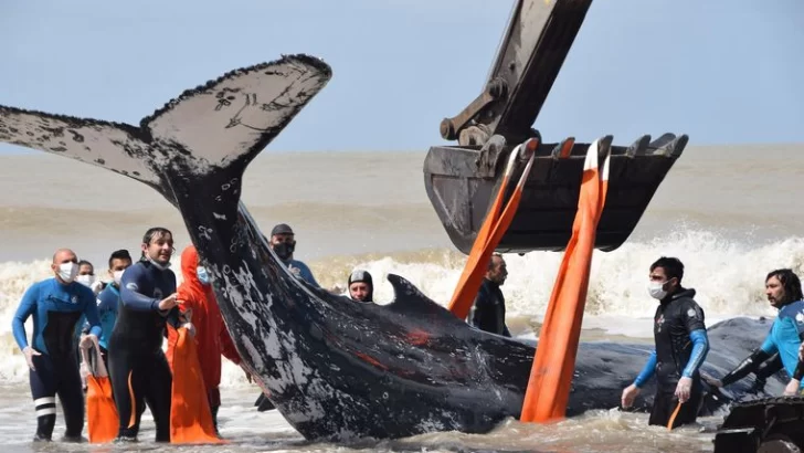 Salvaron a dos ballenas varadas en la costa bonaerense