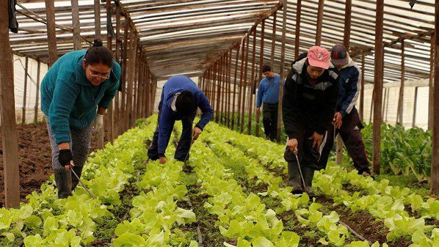 El Gobierno bonaerense da subsidios de hasta $ 5 millones para agricultura familiar