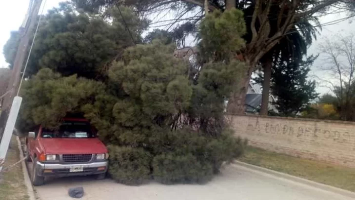 Temporal en Lobería: un árbol aplastó a una camioneta