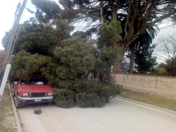 Temporal en Lobería: un árbol aplastó a una camioneta