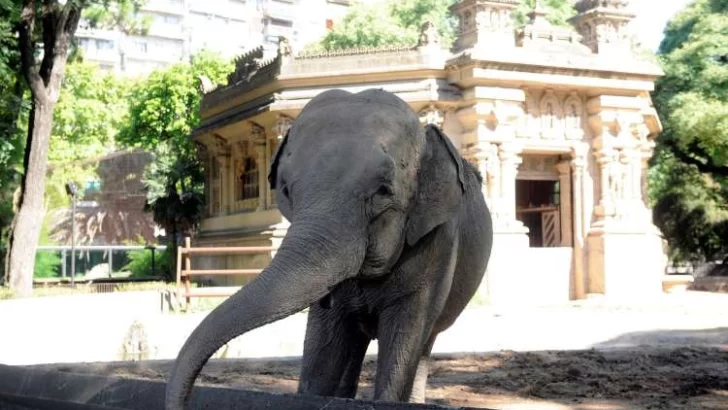 La elefanta Mara llegó a Brasil