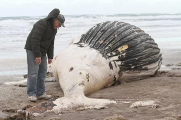 Una ballena jorobada macho, fue hallada muerta en Claromecó