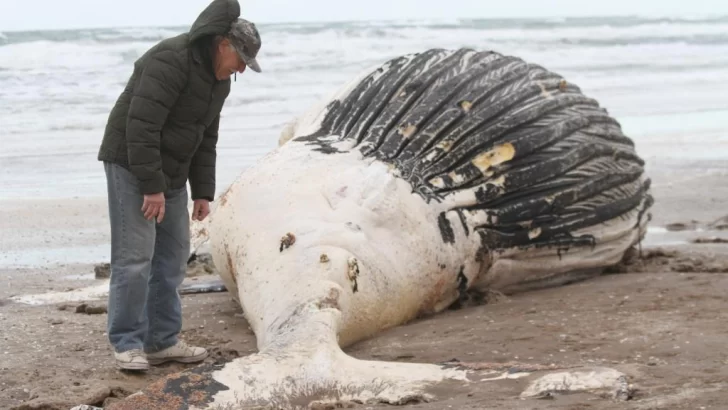 Una ballena jorobada macho, fue hallada muerta en Claromecó