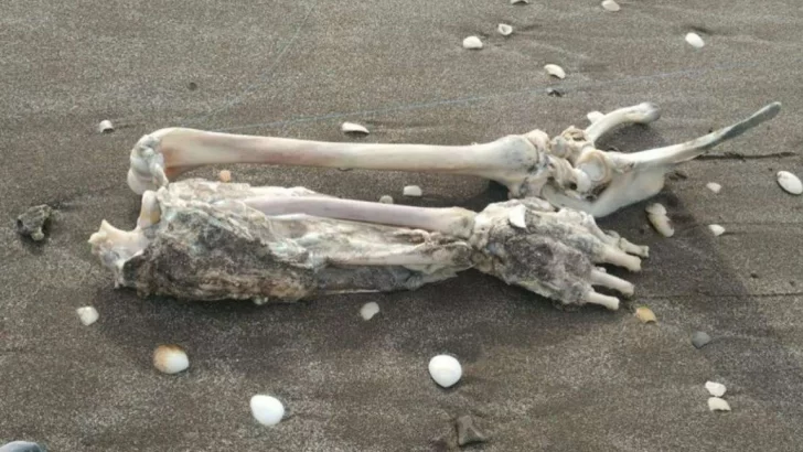 Un pescador sacó restos de un brazo con la caña