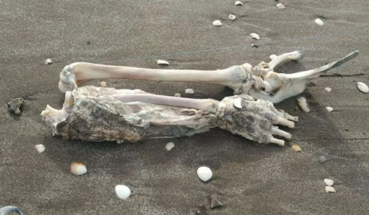 Un pescador sacó restos de un brazo con la caña