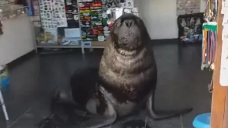 El video viral de un lobo marino “atendiendo” en un local del puerto de Mar del Plata