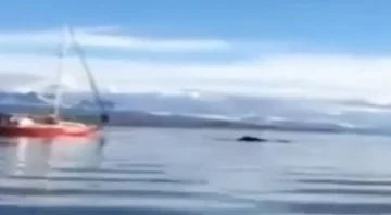 Video: Un velero embistió intencionalmente a una ballena. Buscan a sus ocupantes