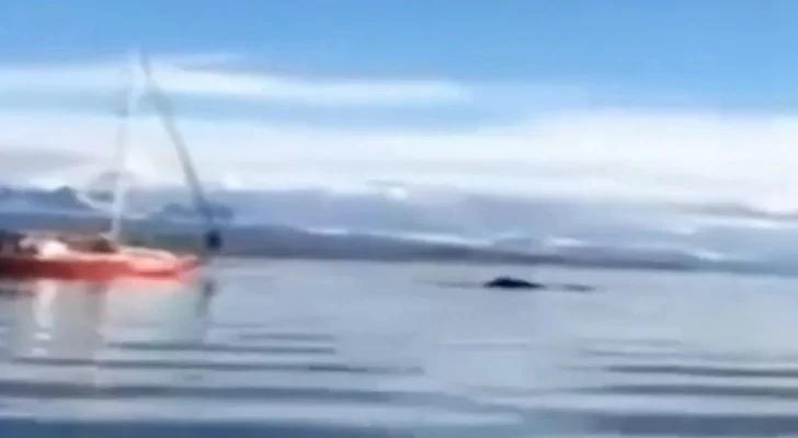 Video: Un velero embistió intencionalmente a una ballena. Buscan a sus ocupantes