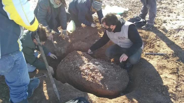 Hallaron fósiles de un perezoso gigante en Miramar