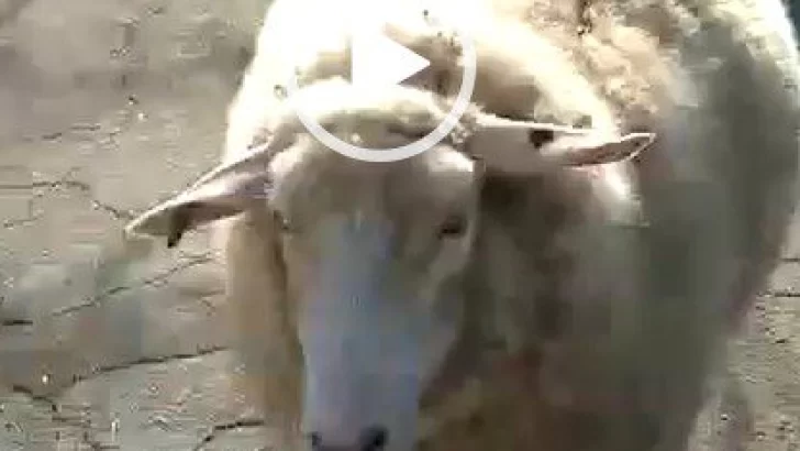 Video viral de una oveja perdida en las calles: “Meeeeeeeee” perdí