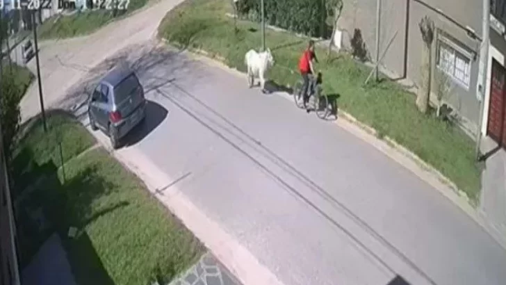 Se robaron un pony y se lo llevaron a tiro en bicicleta
