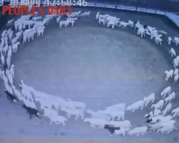Misterio: filman ovejas caminando en círculo desde hace 14 días y nadie sabe porqué