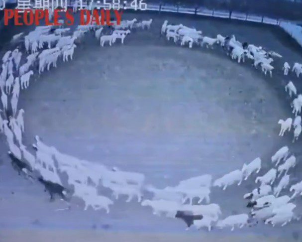 Misterio: filman ovejas caminando en círculo desde hace 14 días y nadie sabe porqué