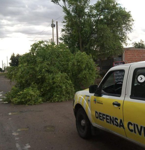 Consecuencias de la tormenta: árboles caídos, postes y la voladura de una garita de colectivos