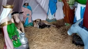 Encontraron a una perrita en un pesebre navideño y se llevaron una conmovedora sorpresa