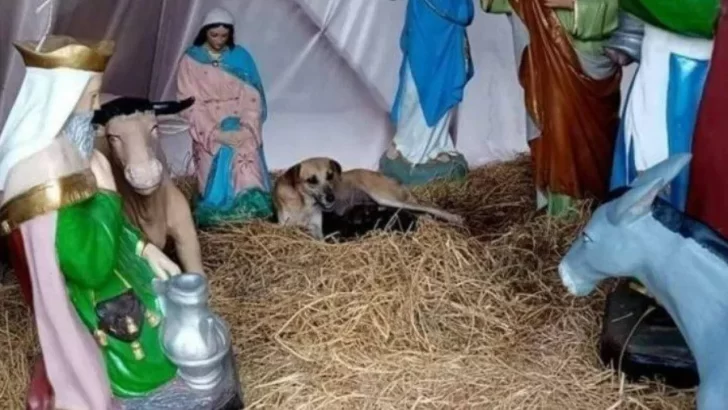 Encontraron a una perrita en un pesebre navideño y se llevaron una conmovedora sorpresa