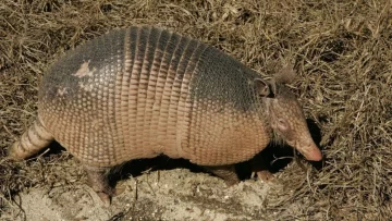 Trabajador rural salvó a una mulita en medio de la ola de calor y conmovió a las redes