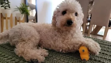 Viral: llevó a su perro a la peluquería canina y le devolvieron un “monstruo”