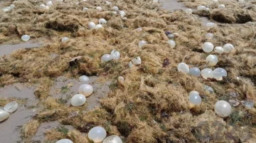 Algas en la costa bonaerense: piden extremar los cuidados con niños y mascotas