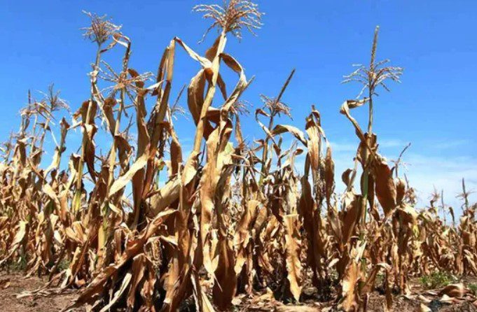 Productores locales estiman que en marzo saldrá la Emergencia Agropecuaria