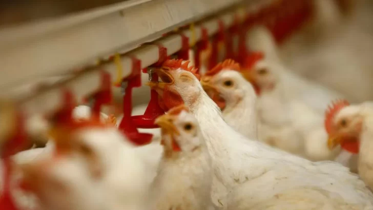 Declararon la emergencia sanitaria por la aparición de un caso de gripe aviar en Jujuy