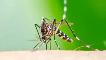 El Ministerio de Salud bonaerense investiga tres posibles casos de chikungunya