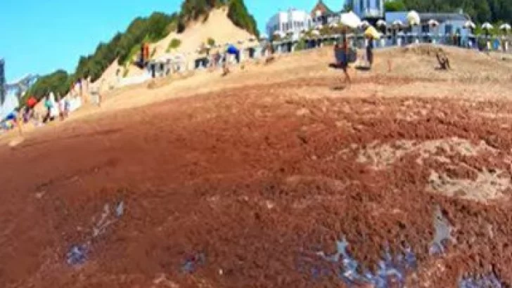 Volvió el fenómeno de las algas rojas a la playa de Quequén