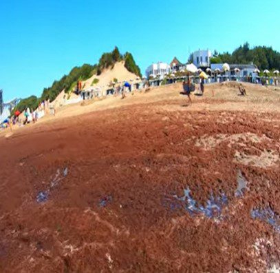 Volvió el fenómeno de las algas rojas a la playa de Quequén