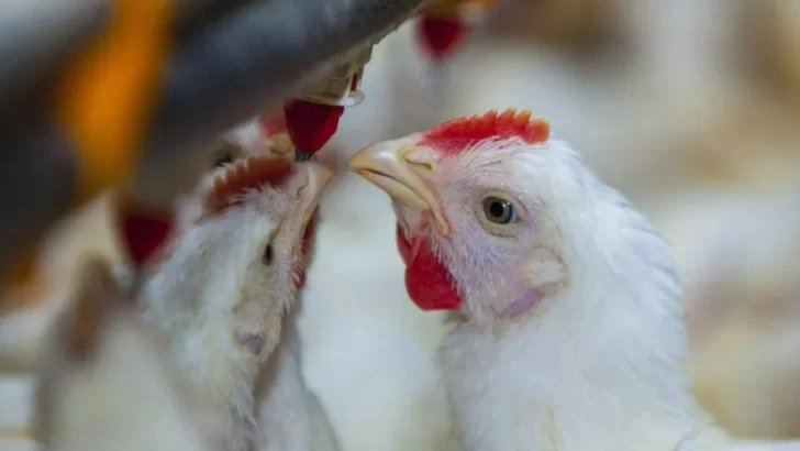 Un caso de gripe aviar en San Cayetano