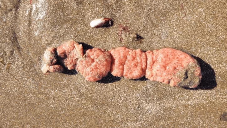Aparecieron “papas de mar” en las playas de Mar del Plata y recomiendan no tocarlas
