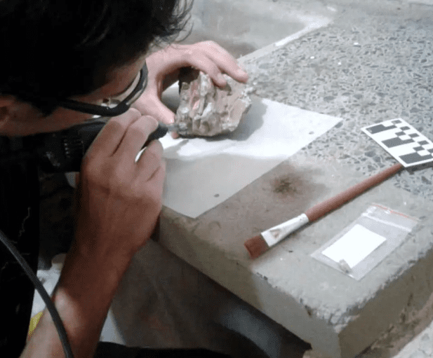 Un antropólogo estudia las muestras halladas del tigre diente de sable